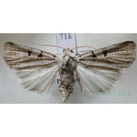 Eugnorisma glareosa (Esper, 1788) Czech71k